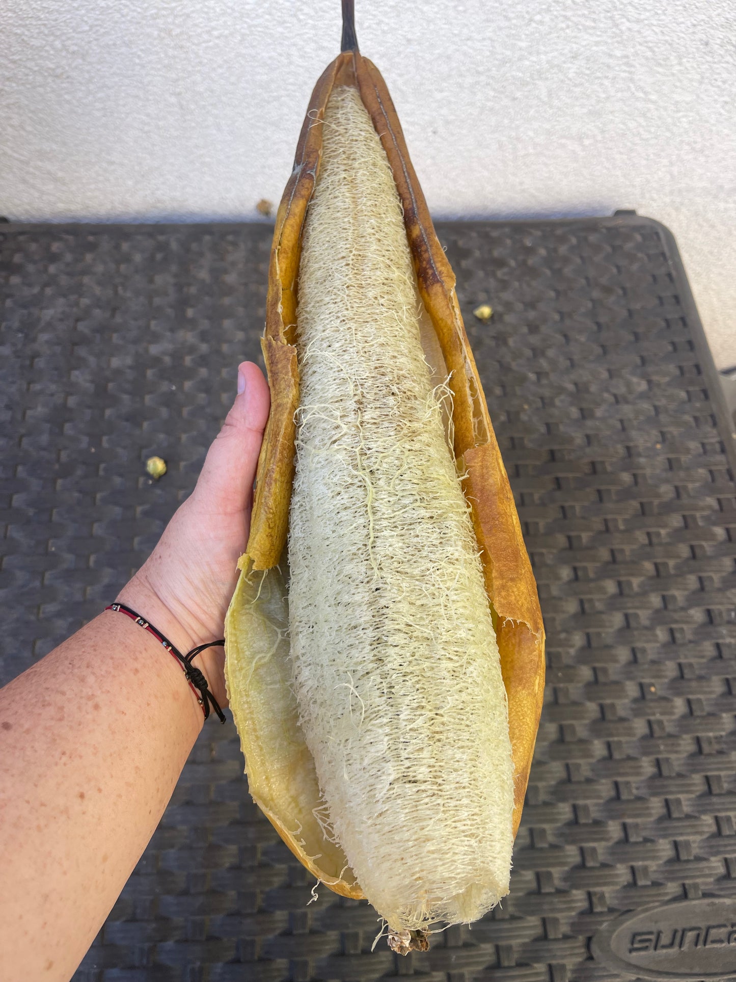 Homegrown Organic Loofah