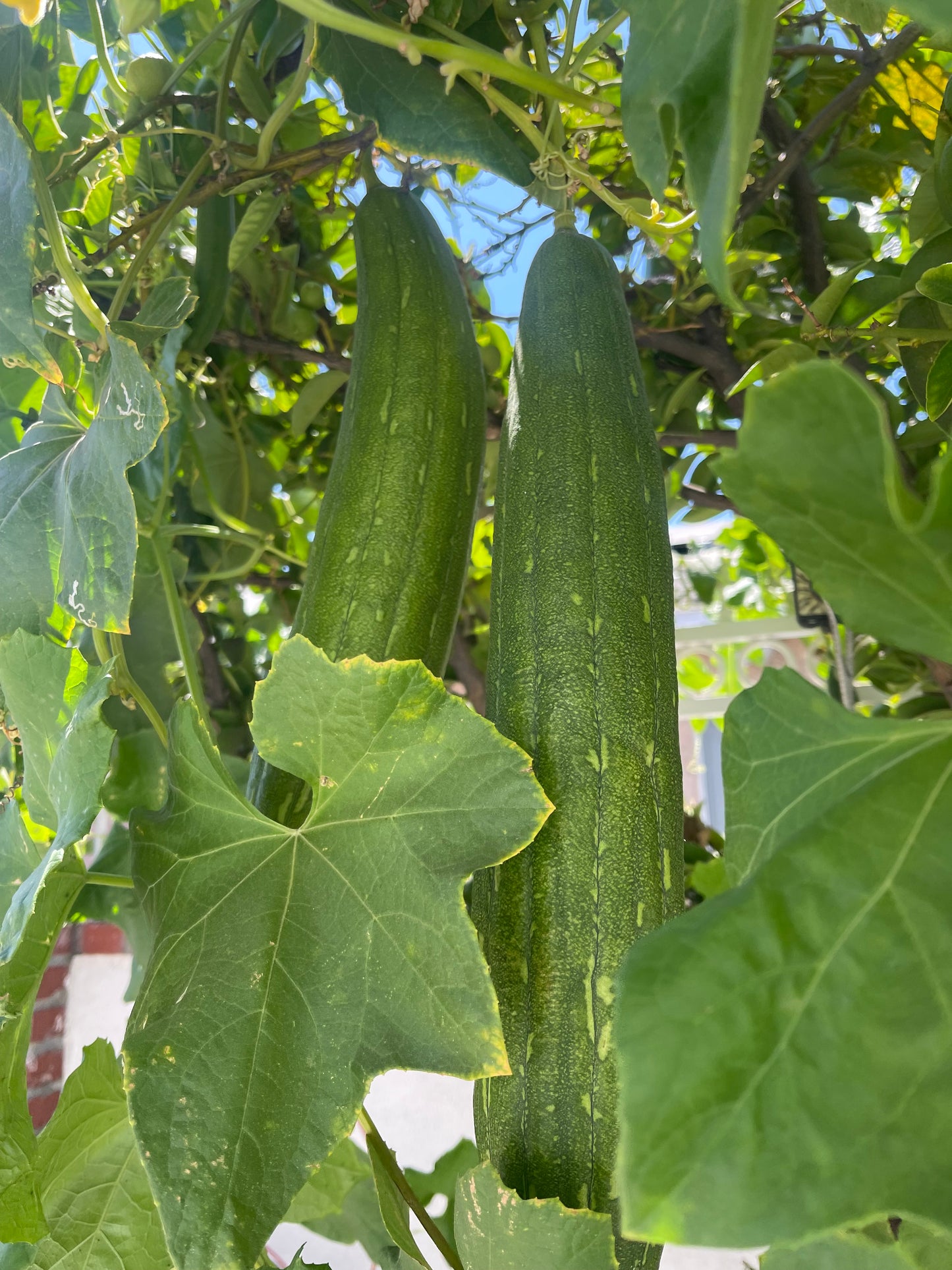 Homegrown Organic Loofah