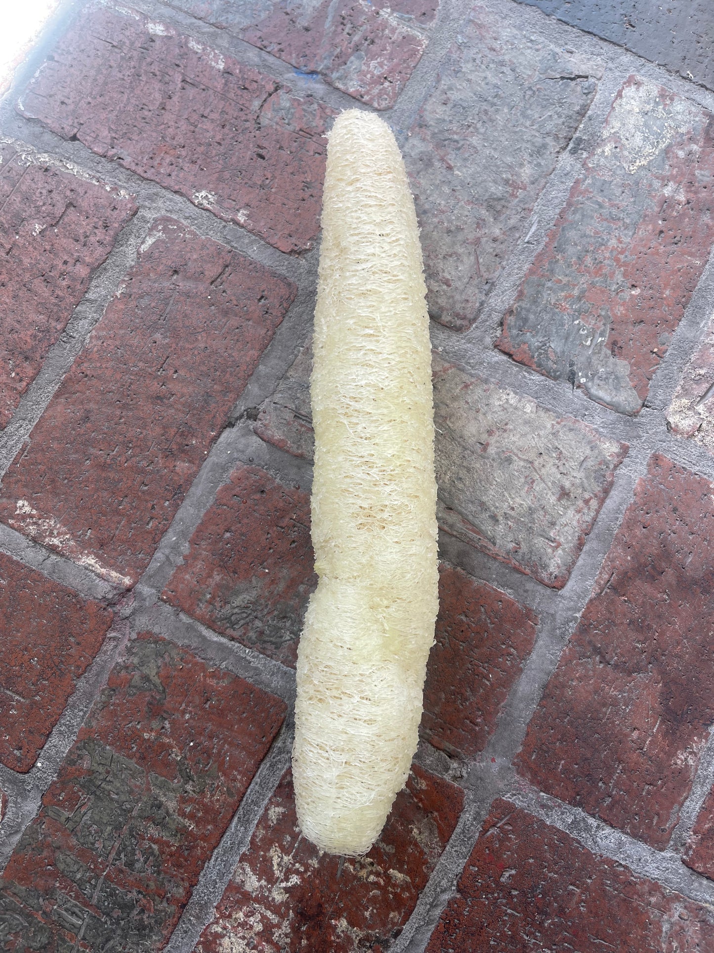 Turmeric Infused with Loofah