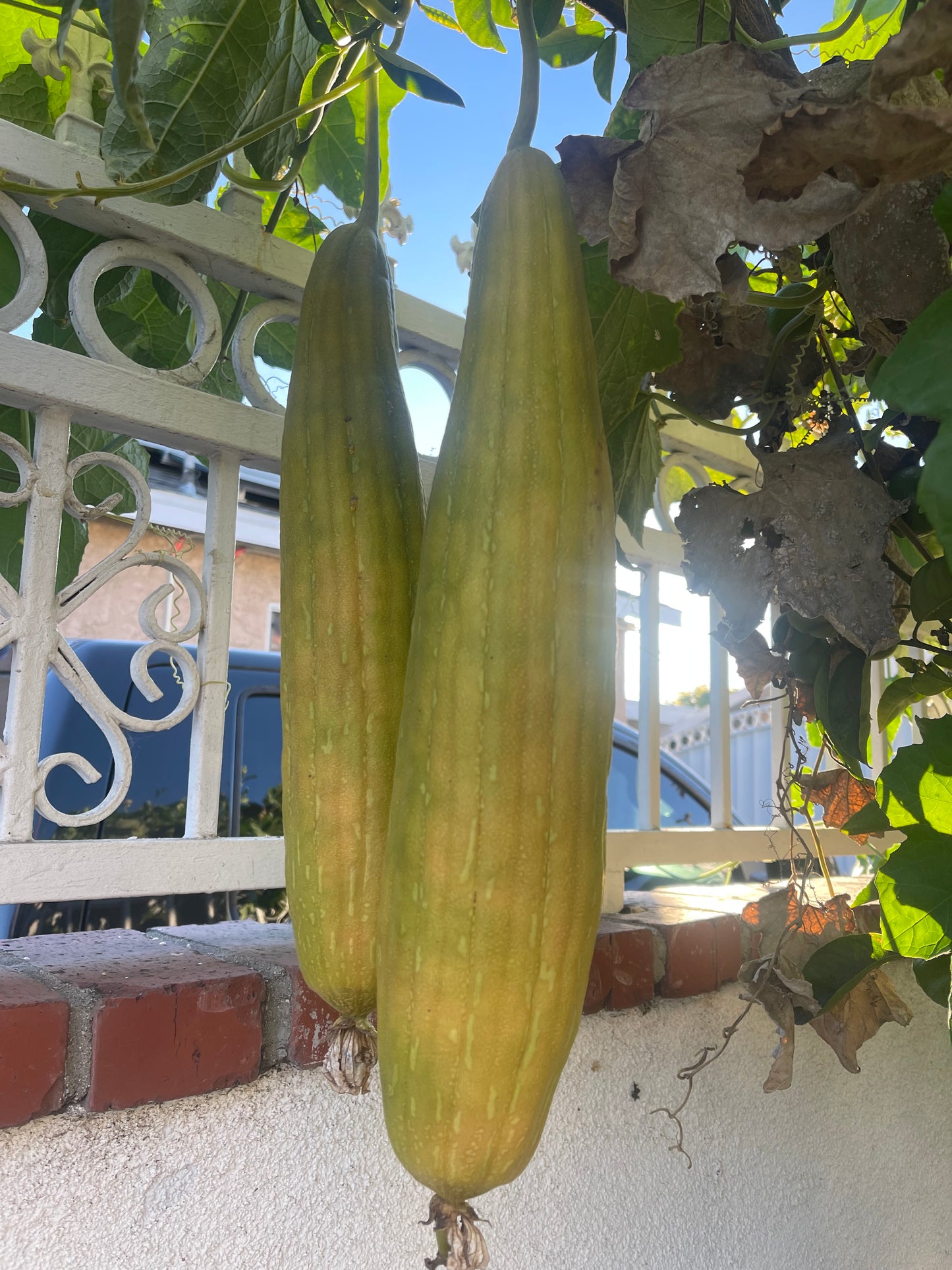 Homegrown Organic Loofah